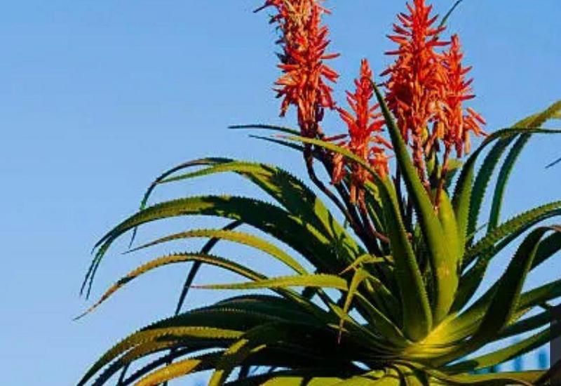0 Bedroom Property for Sale in Aalwyndal Western Cape